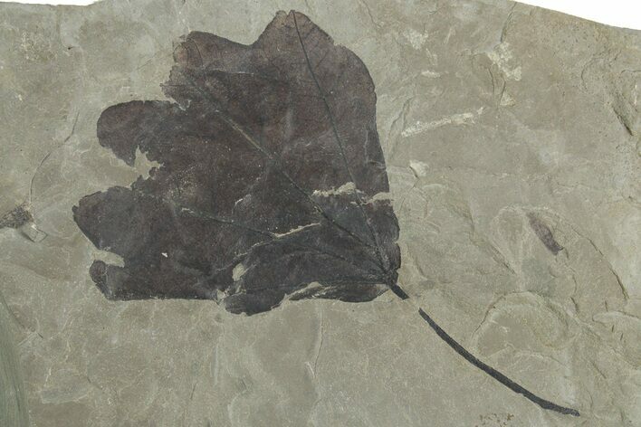 Bargain, Fossil Sycamore (Macginitiea) Leaf - Utah #356070